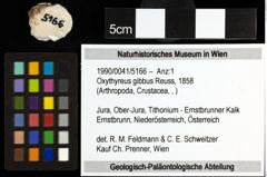 Foto (Objekt + Etiketten) von Oxythyreus gibbus (Reuss, 1858) 